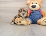 7 week old Havapoo Puppy For Sale - Florida Fur Babies