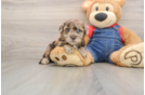 Havapoo Pup Being Cute