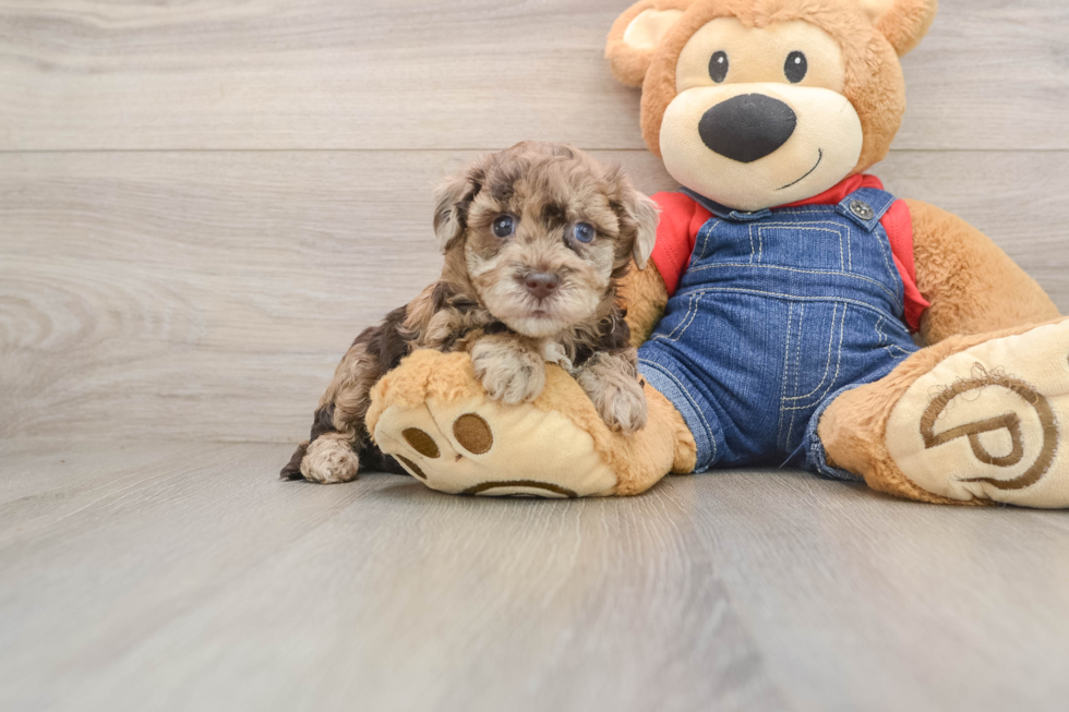 Havapoo Pup Being Cute