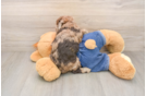 Havapoo Puppy for Adoption