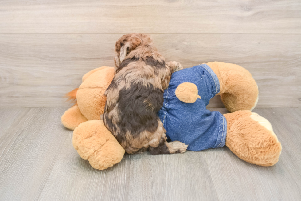 Havapoo Puppy for Adoption