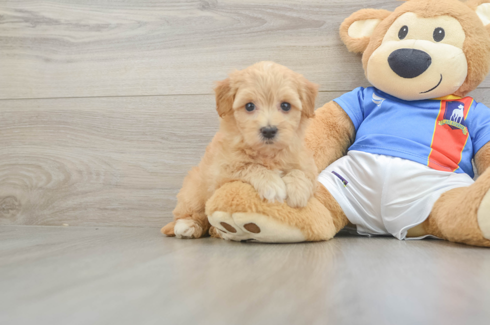 5 week old Havapoo Puppy For Sale - Florida Fur Babies