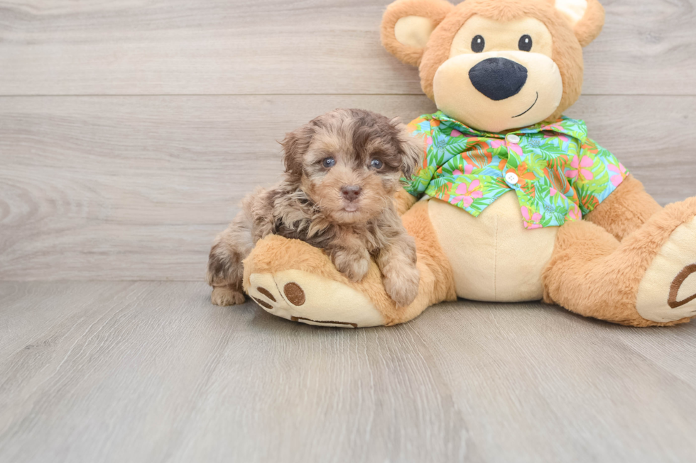 Havapoo Puppy for Adoption