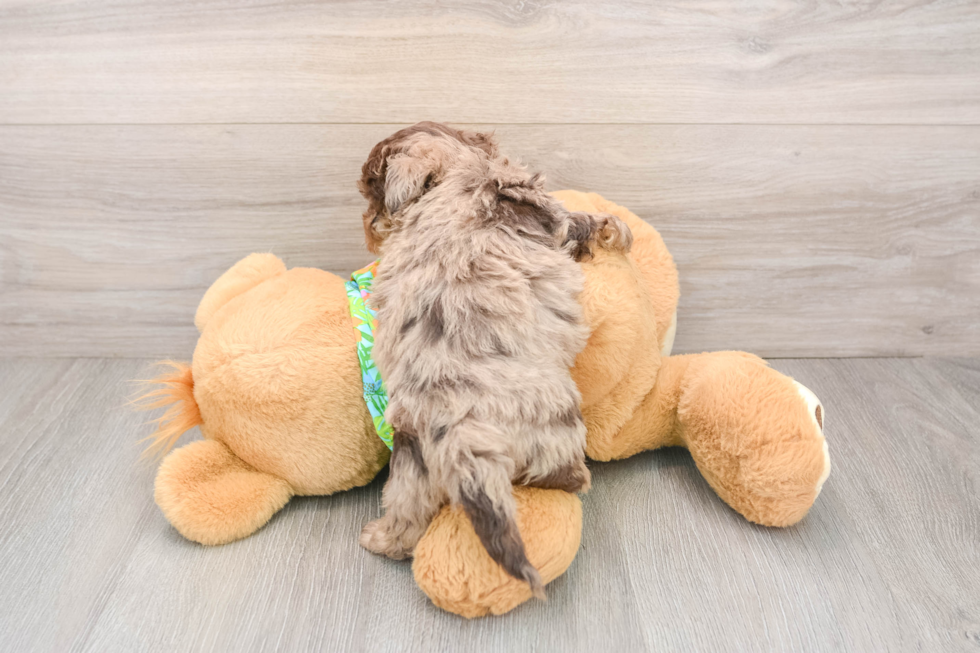 Friendly Havapoo Baby