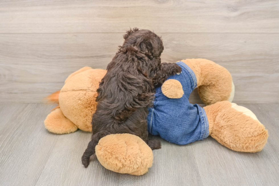 Havapoo Pup Being Cute
