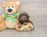 7 week old Havapoo Puppy For Sale - Florida Fur Babies