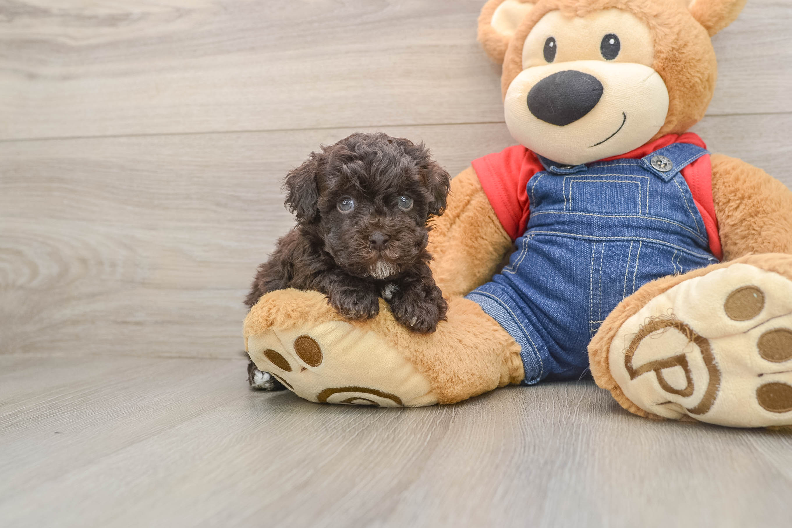 Havapoo Puppy for Adoption