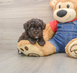 8 week old Havapoo Puppy For Sale - Florida Fur Babies