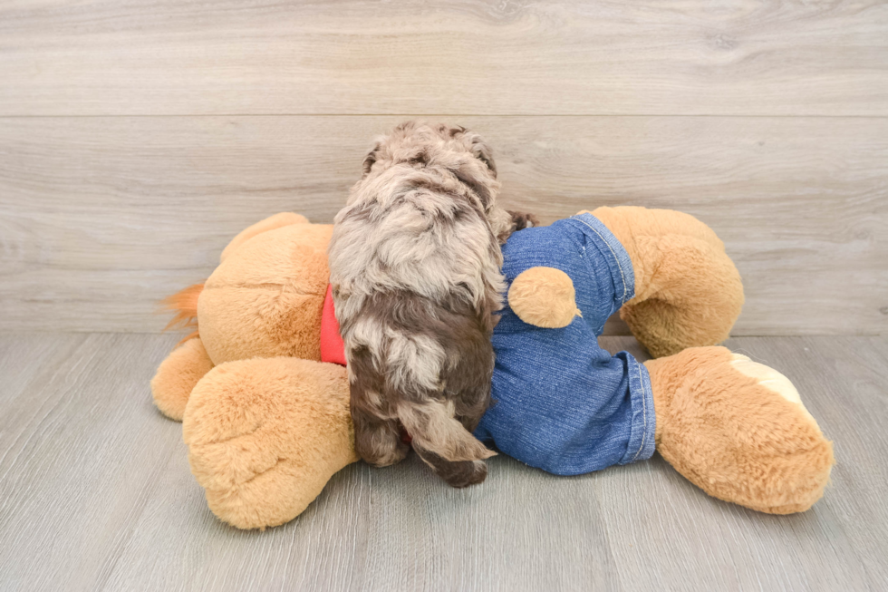 Energetic Havadoodle Poodle Mix Puppy
