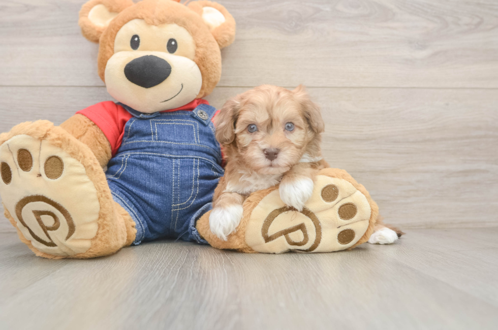 6 week old Havapoo Puppy For Sale - Florida Fur Babies