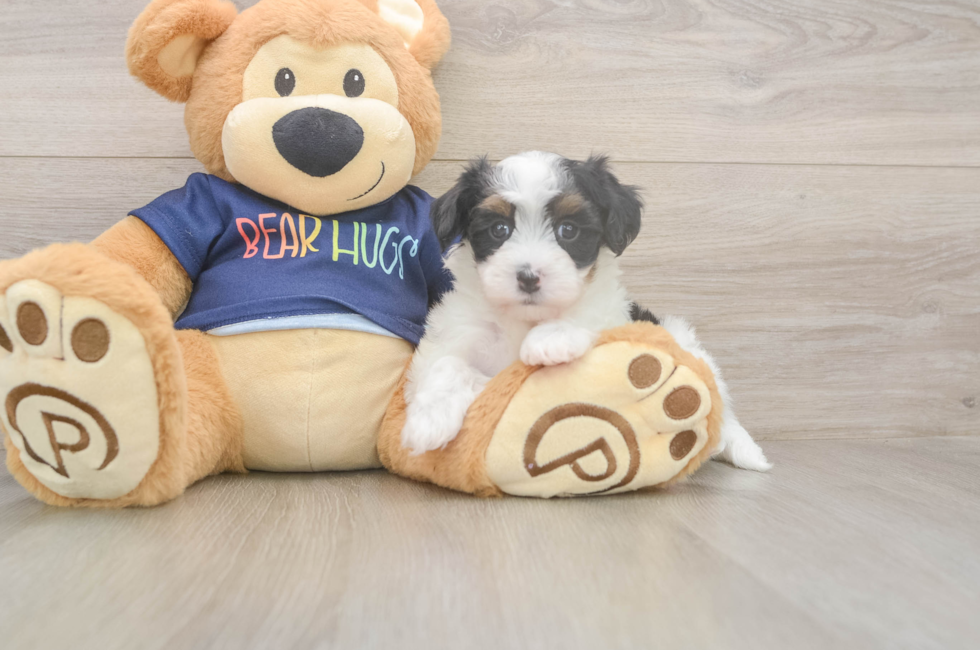 5 week old Havapoo Puppy For Sale - Florida Fur Babies