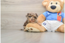 Popular Havapoo Poodle Mix Pup