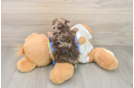 Havapoo Puppy for Adoption