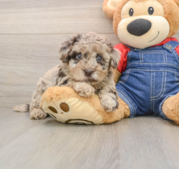 8 week old Havapoo Puppy For Sale - Florida Fur Babies