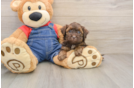 Petite Havapoo Poodle Mix Pup