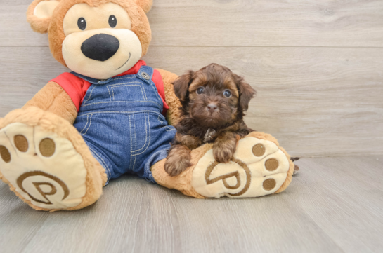 Petite Havapoo Poodle Mix Pup