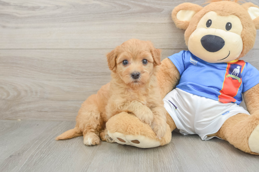 5 week old Havapoo Puppy For Sale - Florida Fur Babies