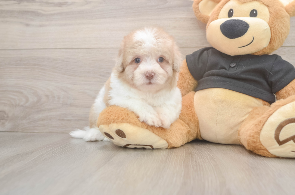 5 week old Havapoo Puppy For Sale - Florida Fur Babies