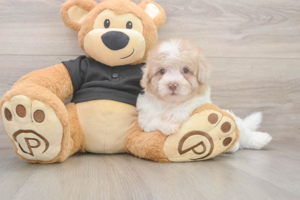 Havapoo Pup Being Cute