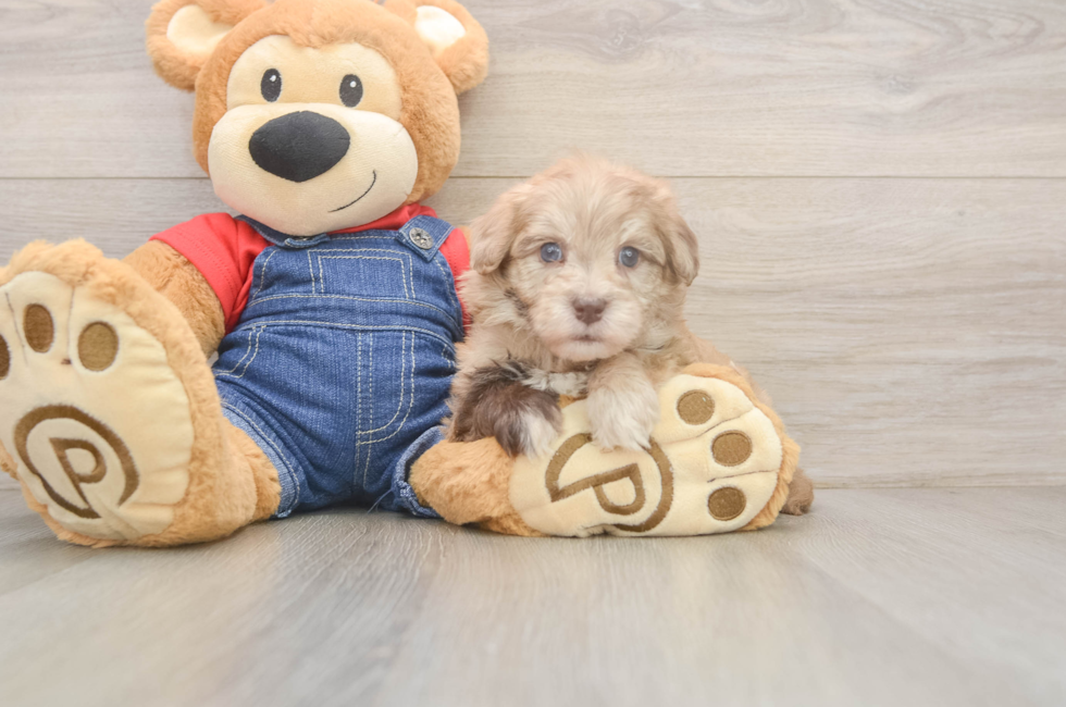 6 week old Havapoo Puppy For Sale - Florida Fur Babies