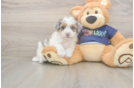 Adorable Havadoodle Poodle Mix Puppy