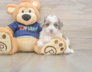 7 week old Havapoo Puppy For Sale - Florida Fur Babies