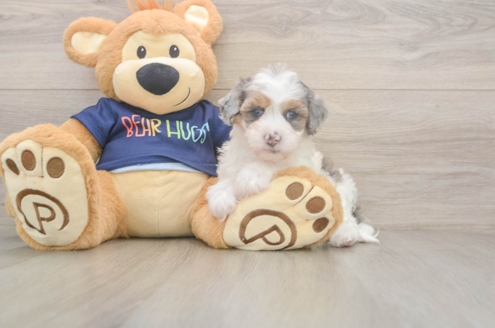 5 week old Havapoo Puppy For Sale - Florida Fur Babies