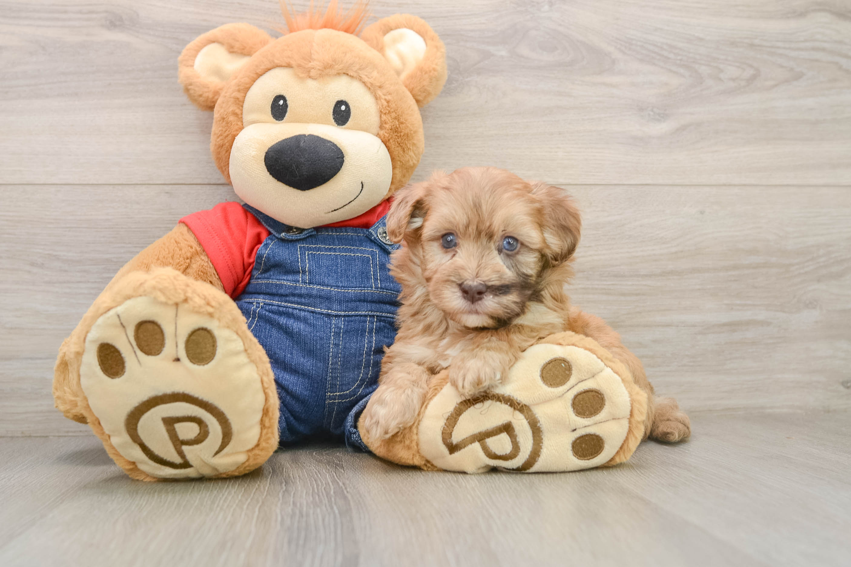 Adorable Havadoodle Poodle Mix Puppy