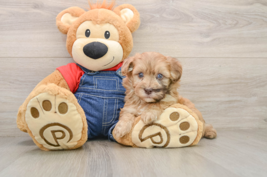 Adorable Havadoodle Poodle Mix Puppy
