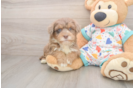 Small Havapoo Baby