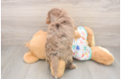 Havapoo Puppy for Adoption