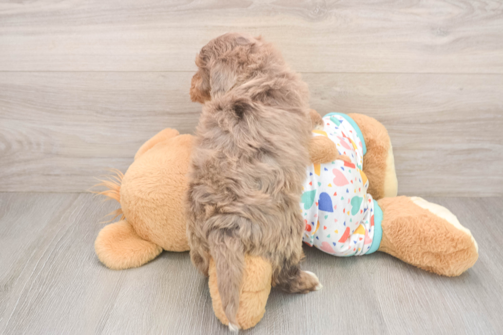 Havapoo Puppy for Adoption