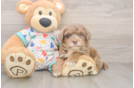 Hypoallergenic Havadoodle Poodle Mix Puppy
