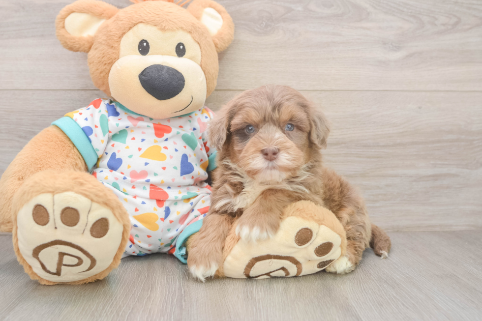 Hypoallergenic Havadoodle Poodle Mix Puppy