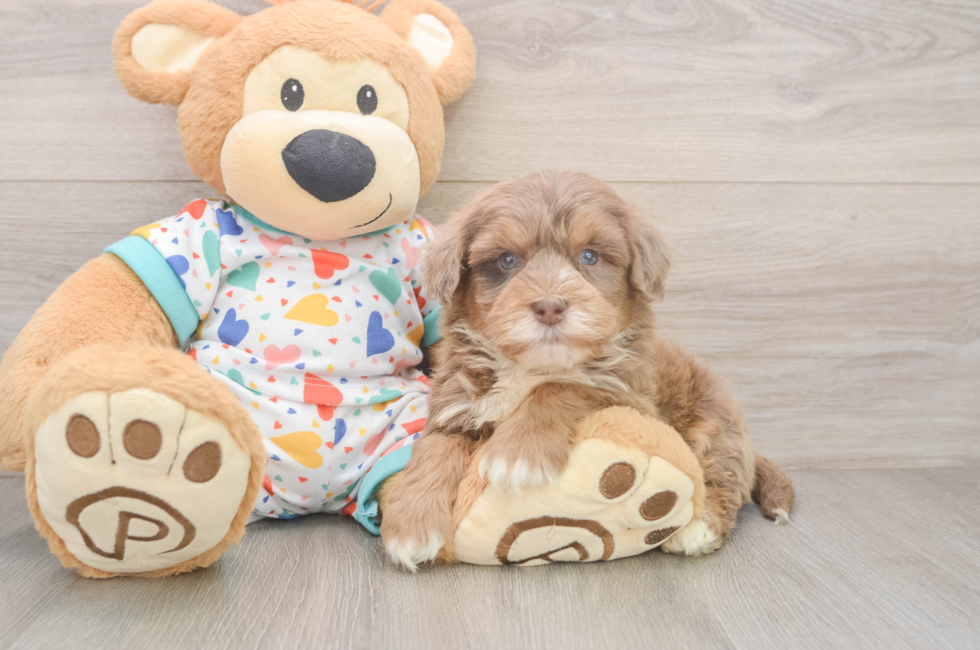 5 week old Havapoo Puppy For Sale - Florida Fur Babies