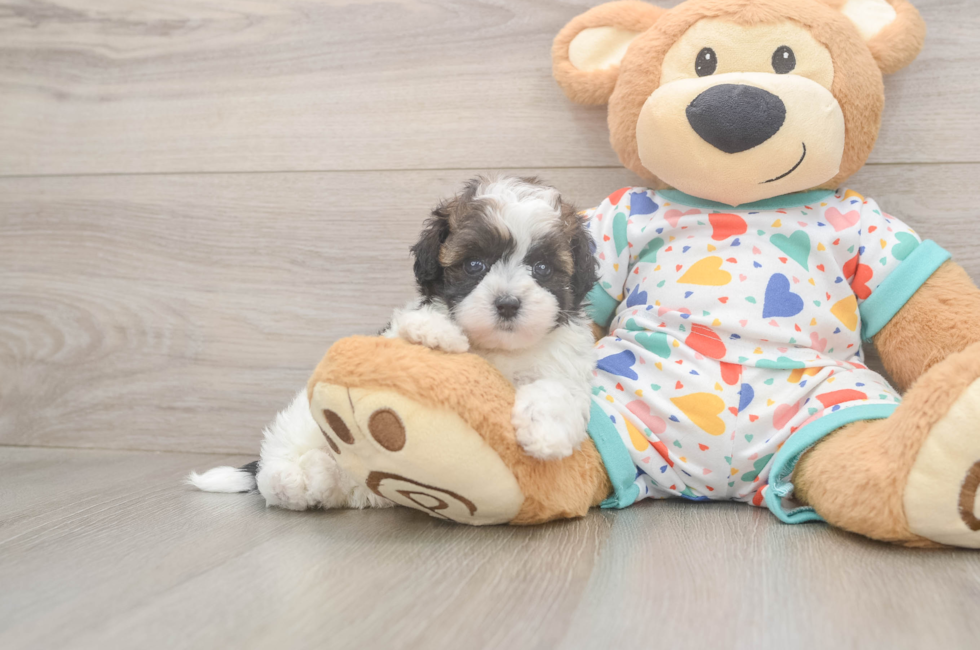 5 week old Havapoo Puppy For Sale - Florida Fur Babies