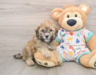 8 week old Havapoo Puppy For Sale - Florida Fur Babies