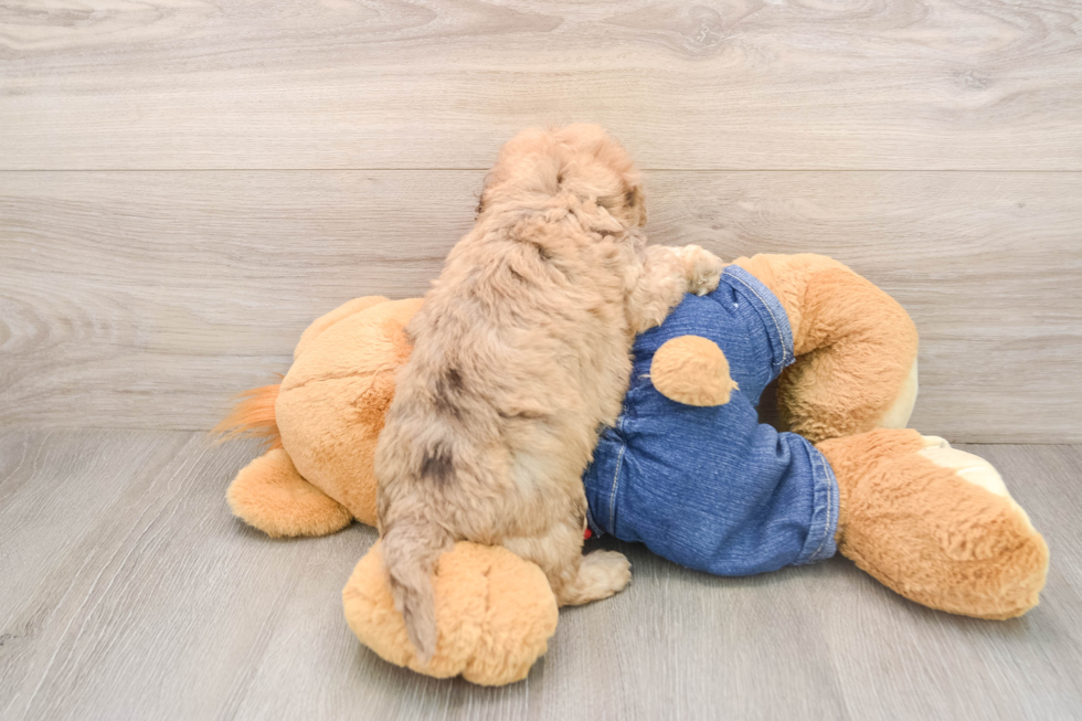 Smart Havapoo Poodle Mix Pup