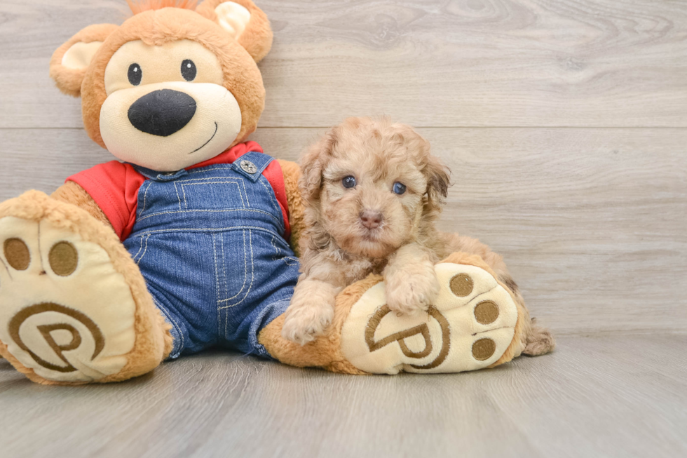 Playful Havadoodle Poodle Mix Puppy