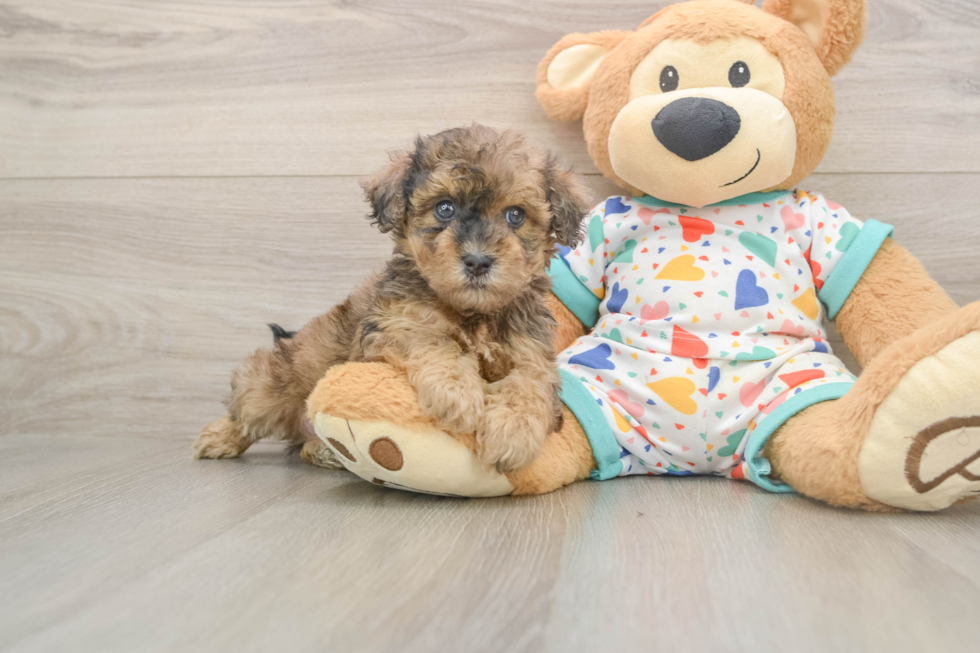 Havapoo Puppy for Adoption