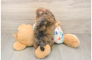 Adorable Havadoodle Poodle Mix Puppy