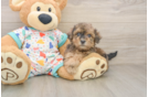 Friendly Havapoo Baby