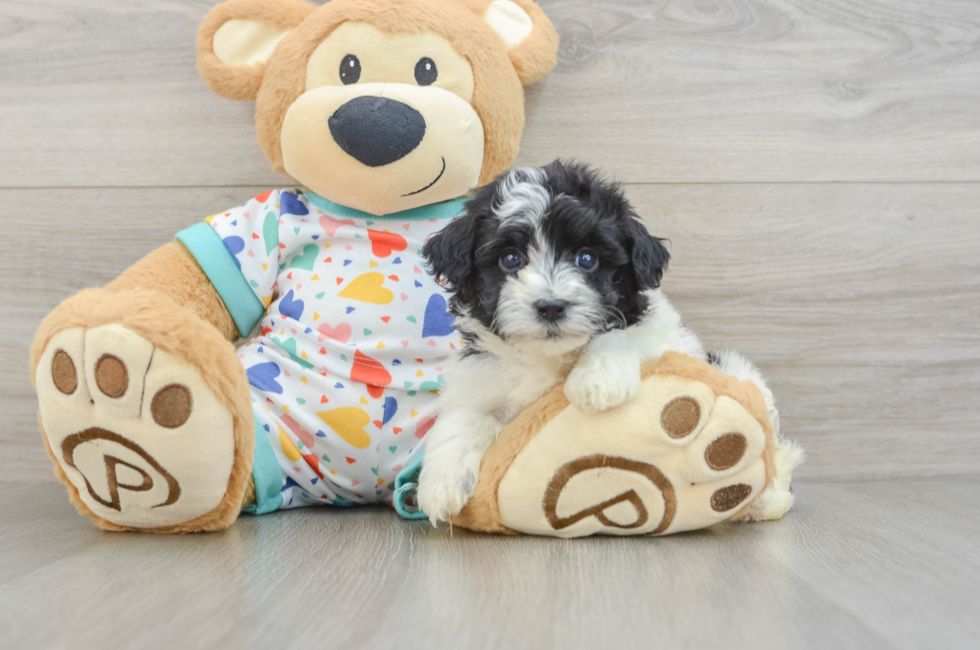 5 week old Havapoo Puppy For Sale - Florida Fur Babies