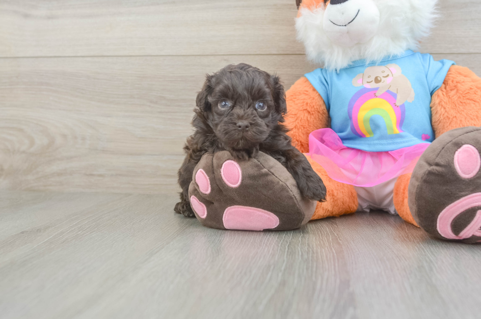 5 week old Havapoo Puppy For Sale - Florida Fur Babies