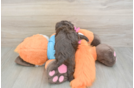Small Havapoo Baby