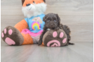 Hypoallergenic Havadoodle Poodle Mix Puppy