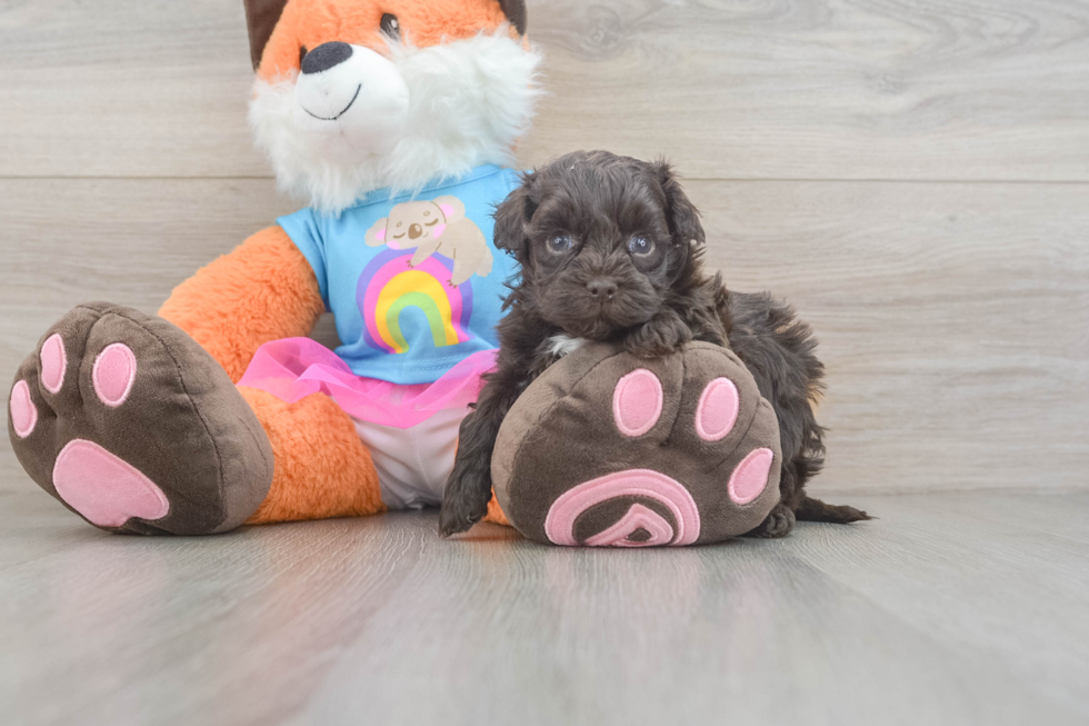 Hypoallergenic Havadoodle Poodle Mix Puppy