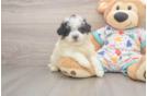 Havapoo Pup Being Cute