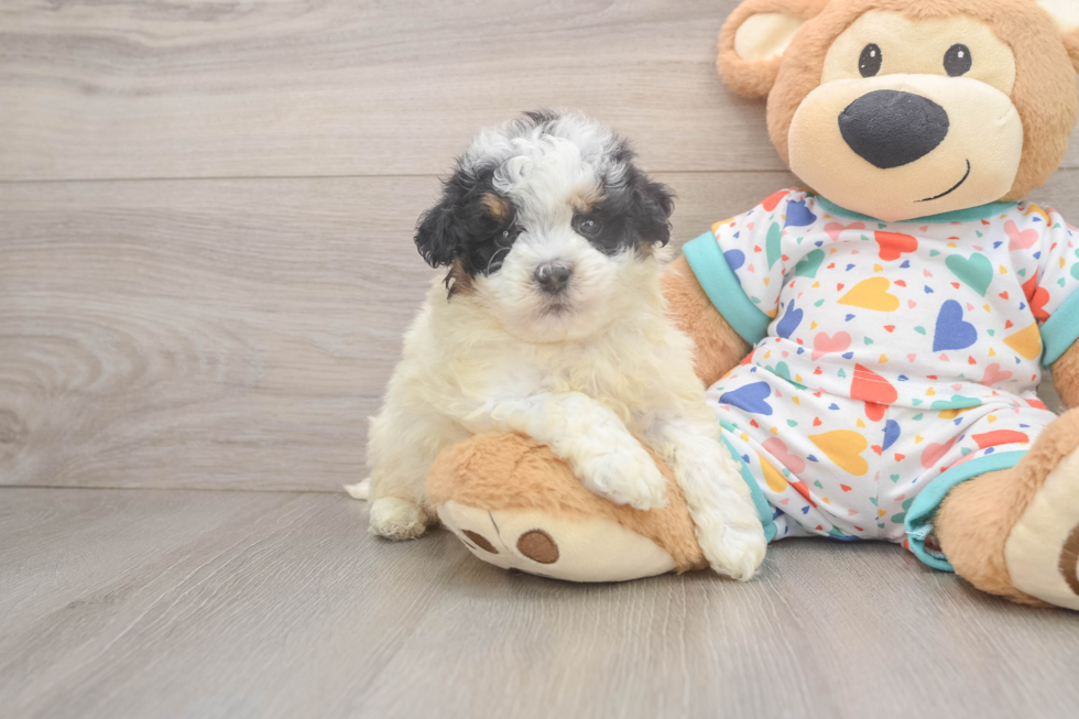 Havapoo Pup Being Cute