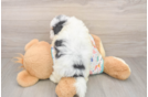 Hypoallergenic Havadoodle Poodle Mix Puppy